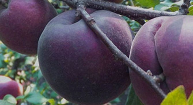 Meruňkový černý princ: popis a vlastnosti odrůdy, výsadba a péče, recenze s fotografiemi