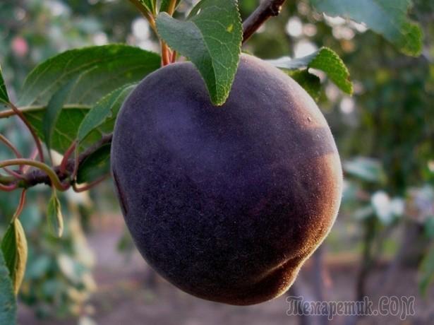Apricot Black Prince description of the variety and characteristics of taste with a photo