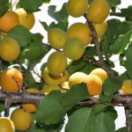 Manchurian apricot pandekorasyon na mga puno at mga palumpong na paglalarawan