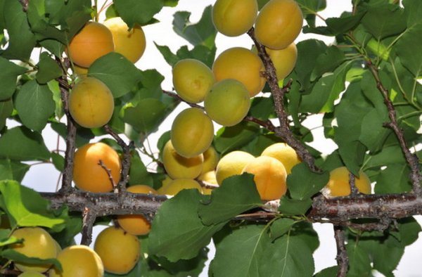 Manchu aprikos prydnadsträd och buskar beskrivning