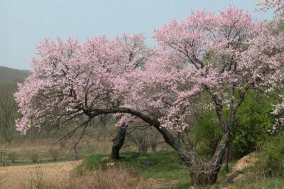Manchu aprikos prydnadsträd och buskar beskrivning