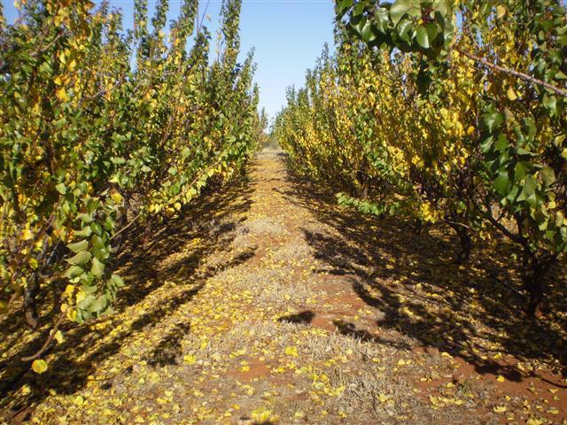 apricot in the urals cultivation photo