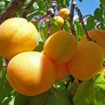 acheter des plants d'abricot