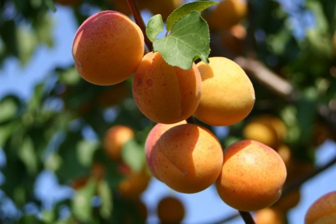 buy apricot seedlings