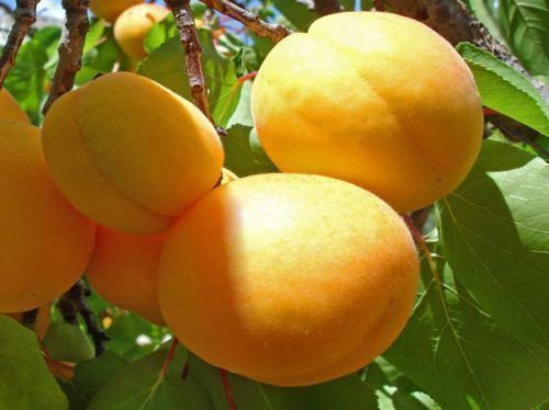 Apricot Shalah