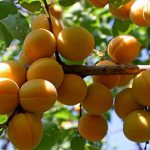 meruňková odrůda Lel