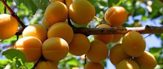 meruňková odrůda Lel