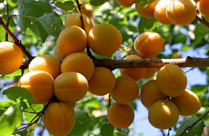 apricot variety Lel