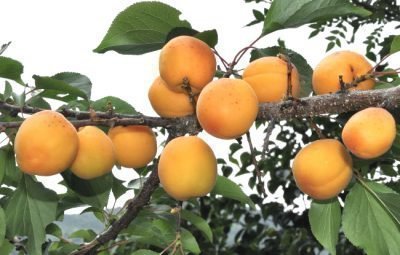 Aprikosvarianter manchuriska