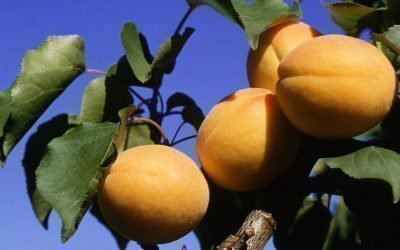 Meruňkové odrůdy Manchurian