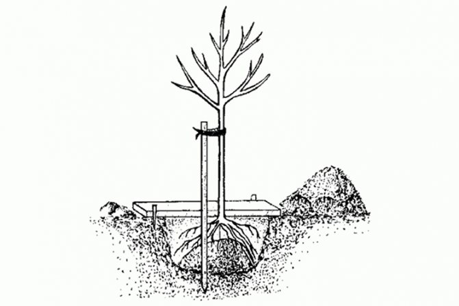 Aprikos Triumph North - planteringsalgoritm