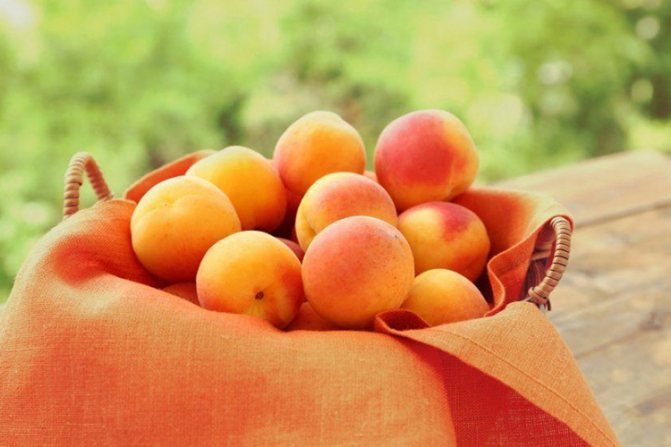 Apricot Triumph North - prutas