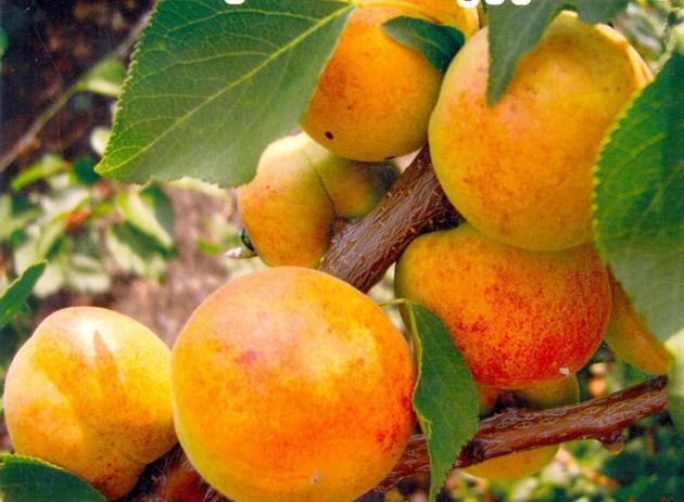 aprikoser i Ural