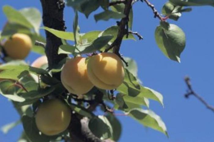 aprikoser i de södra uralerna