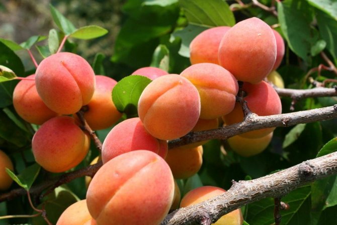 apricots in the garden