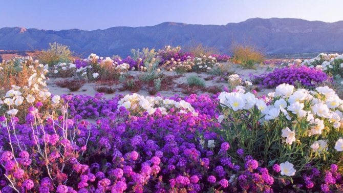 Abrone a Primrose v Anza Borrego Desert Park v Kalifornii