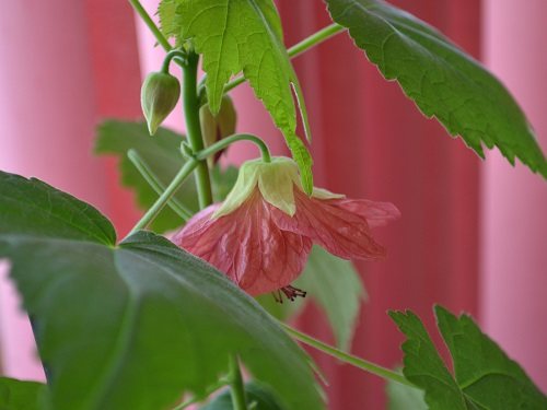 Abutilon: en beskrivning av en blomma och hur man köper plantor