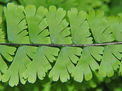 Tailed jungfruhår (A. caudatum)