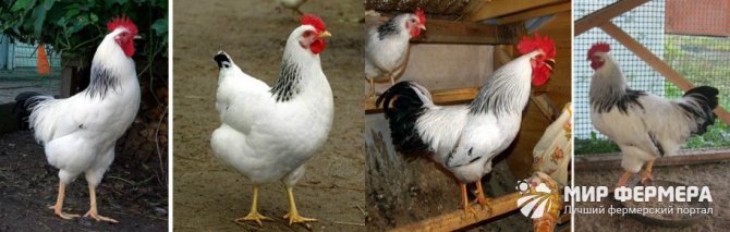 Адлерска порода пилета описание