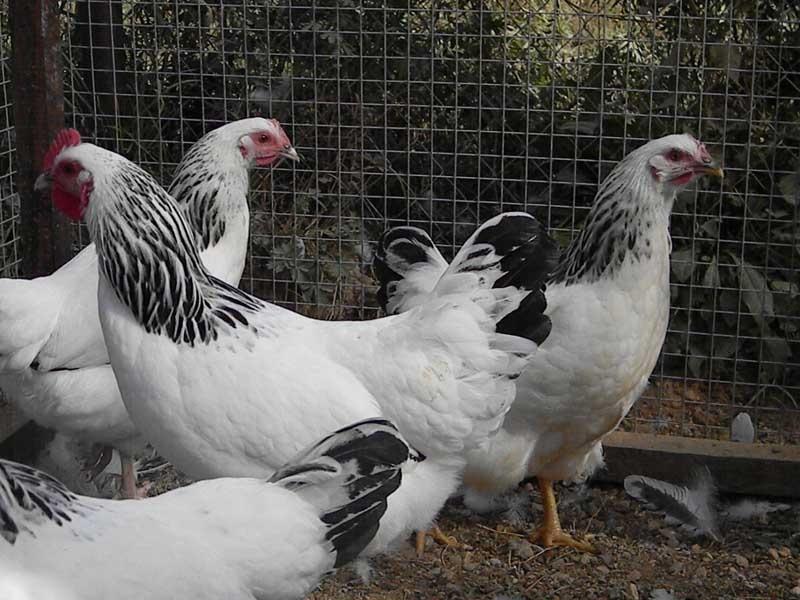 Адлер сребърна порода пилета