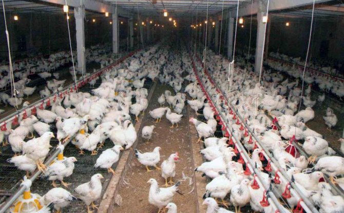 Adler kycklingar behöver konstanta temperaturer och regim