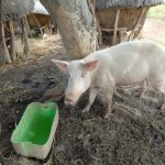 Африканска чума по свинете