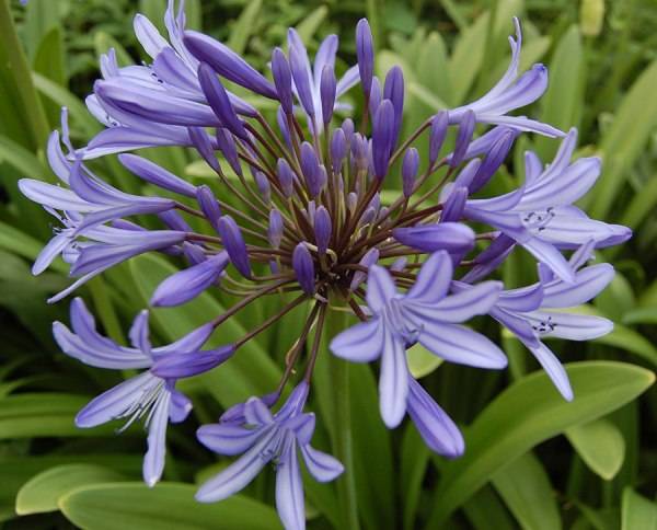 Agapanthus or African lily