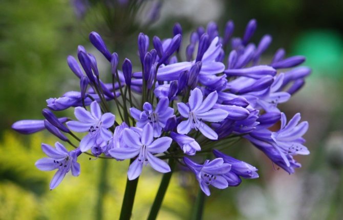Agapanthus bell-shaped