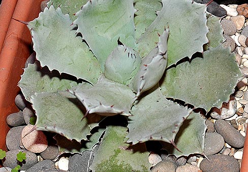 Молец агаве (Agava potatorum)