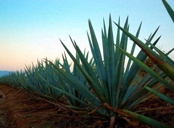 agave at home