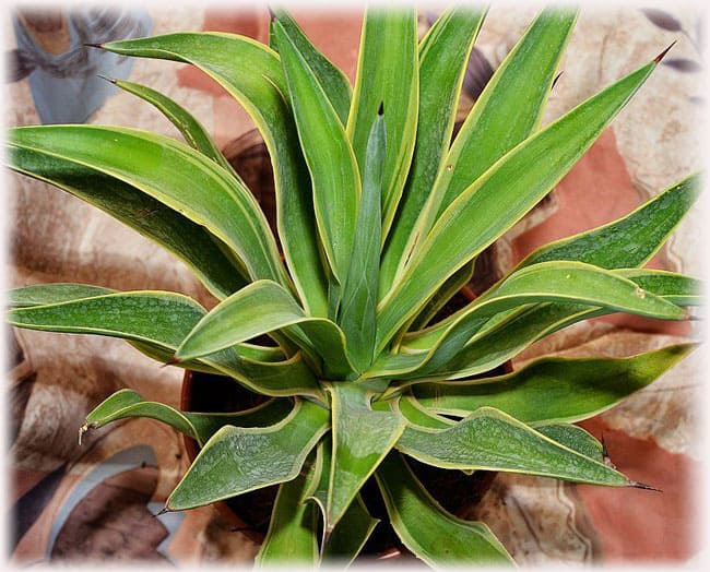 Agave with lanceolate leaves