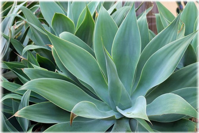Agave ramificate