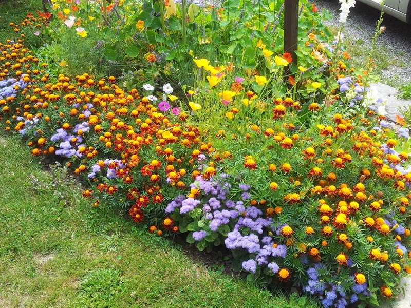 Ageratum and marigolds in landscape design photo