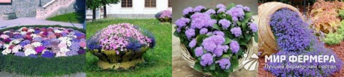 Ageratum in the garden and in the flowerbed