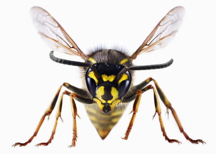 sifat penghalau agita fly