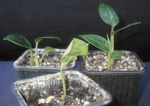 Aglaonema from seed photos of seedlings