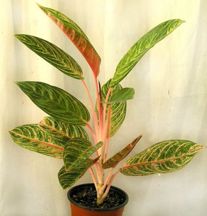 aglaonema plantă utilă