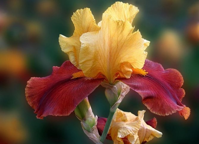 Ahli Agronomi: Bilakah memangkas iris untuk musim sejuk? Menjaga iris selepas berbunga pada tahun 2020