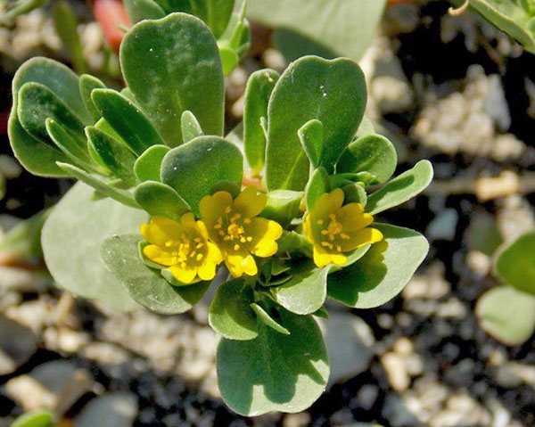 Agronomist: Purslane garden: how to remove the weed in 2020
