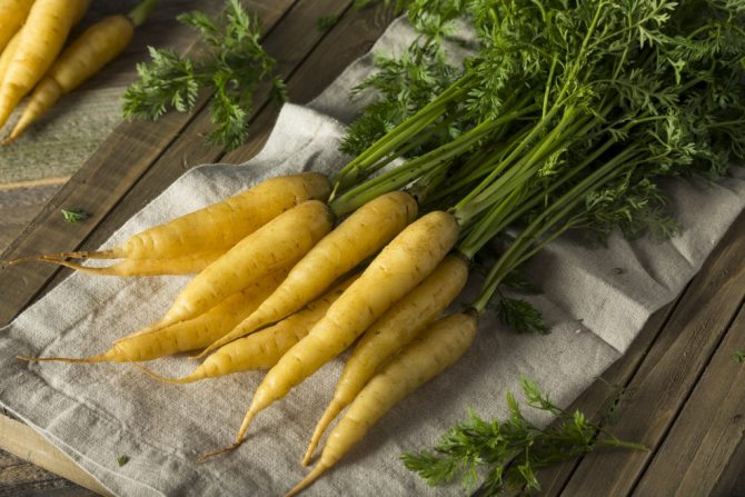 Agronom: morcovi galbeni - soiuri și descriere în 2020
