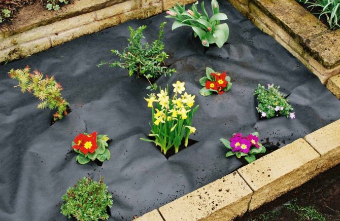 Agrofiber för blomsterrabatter