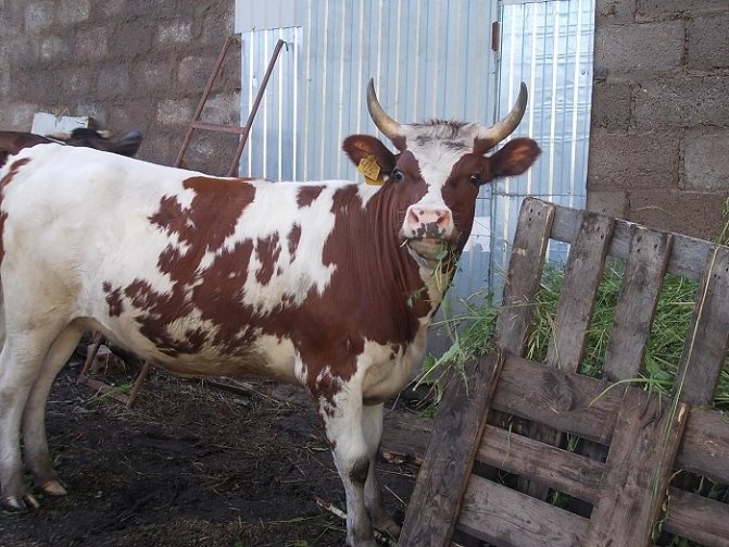 Ayrshire cow on a farm