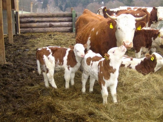 Ayshir cow with calves