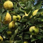 Common quince