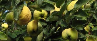 Common quince