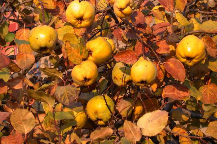 Aplikasi tanaman perubatan quince Jepun