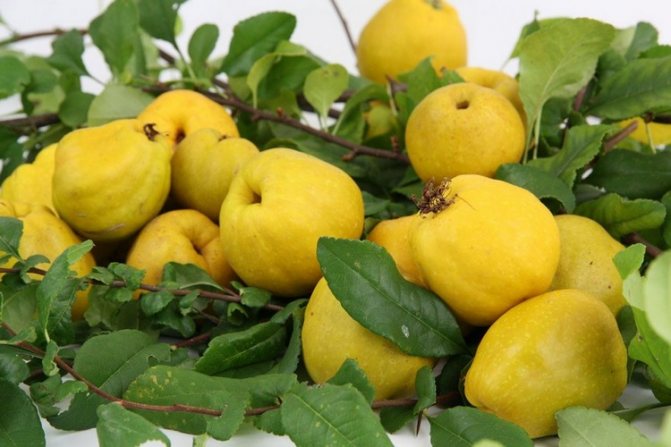 Japanese quince: mga pagkakaiba-iba para sa rehiyon ng Moscow