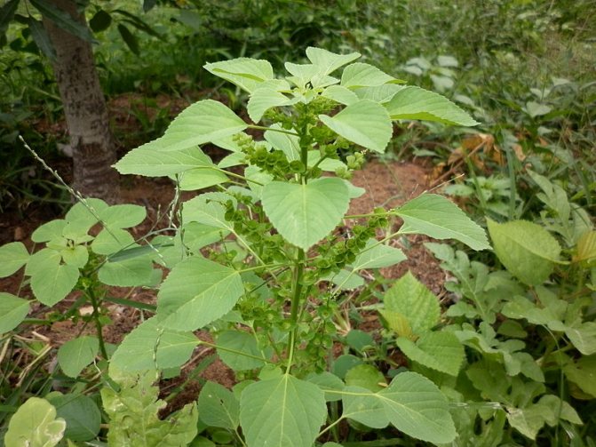 Indian Akalifa (Acalypha indica)