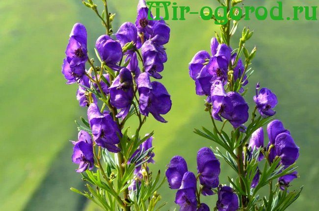 Aconite: herbaceous plants for outdoor use