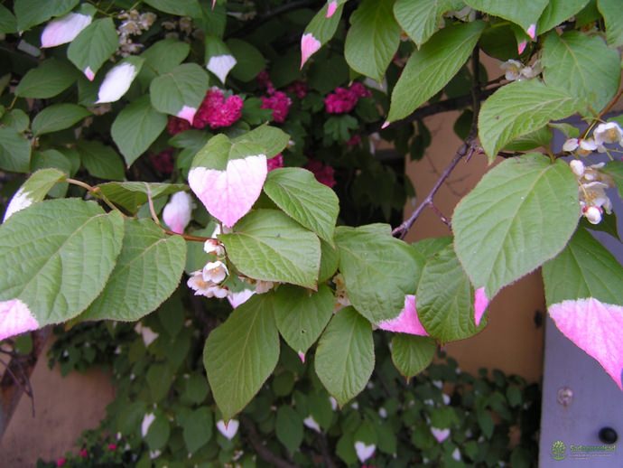 Actinidia kolomikta is a tree-like deciduous vine with thick stems reaching a height of 14 m